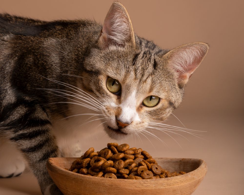Anabul sedang memakan makanan kucing kering. pikisuperstar on Freepik